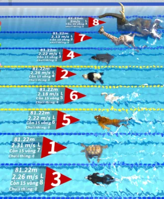 Animal Swimming